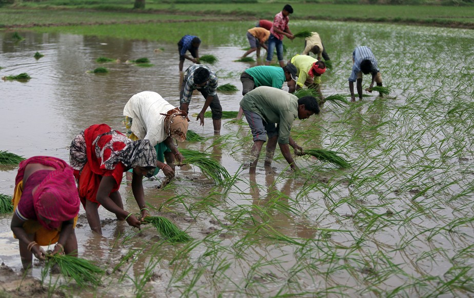 Agricultores trabalham em campo de arroz na Índia. País manterá restrição de exportações