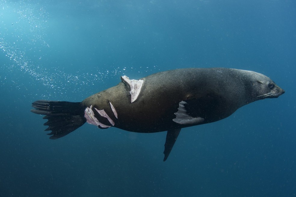 Nicolas Remy, Austrália – Uma foca australiana mostra um ferimento grave causado pela hélice de um barco. Clicado em Port Kembla, na Austrália — Foto: Nicolas Remy