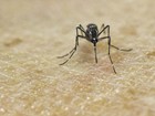 Vírus da zika chegou ao Brasil em meados de 2013, segundo estudo