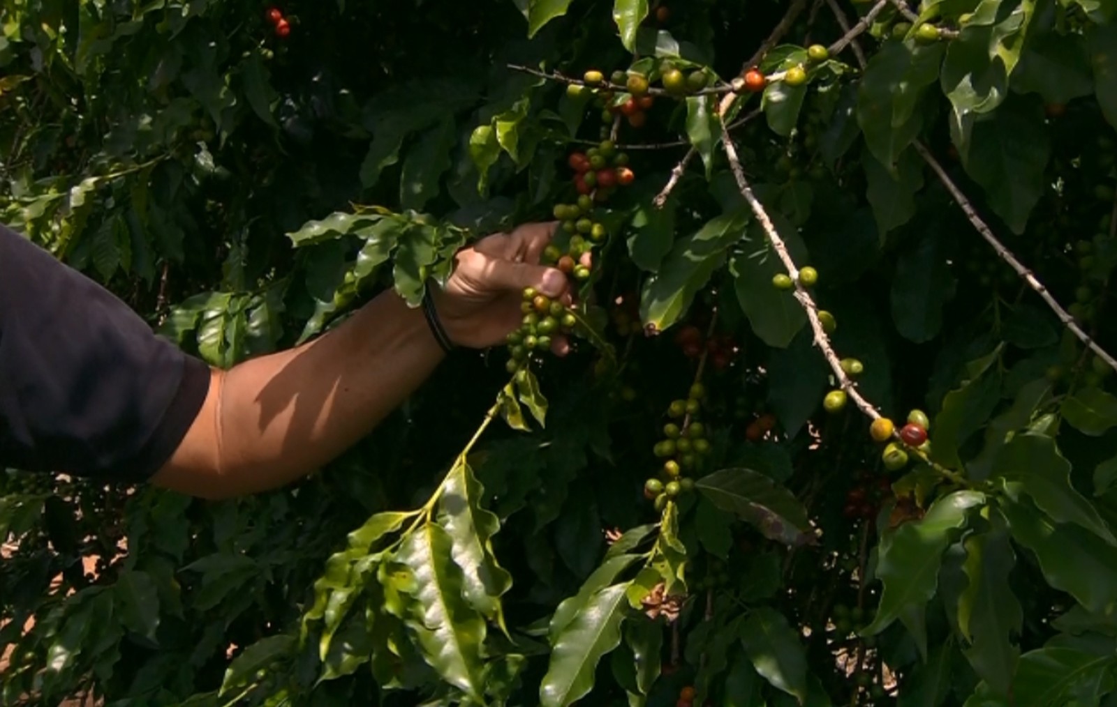 Aumento da ferrugem pode atrapalhar produção de café para próxima safra no Sul de Minas (Foto: Reprodução EPTV)