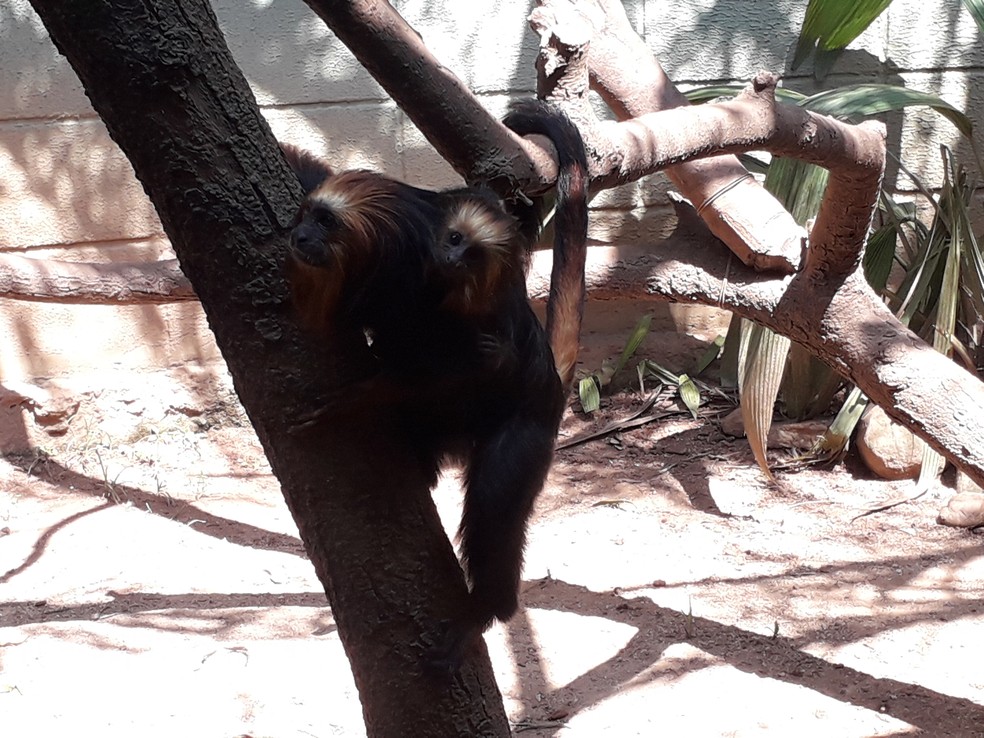 Zoo de Sorocaba comemora nascimento de filhotes de primatas — Foto: Prefeitura de Sorocaba/Divulgação