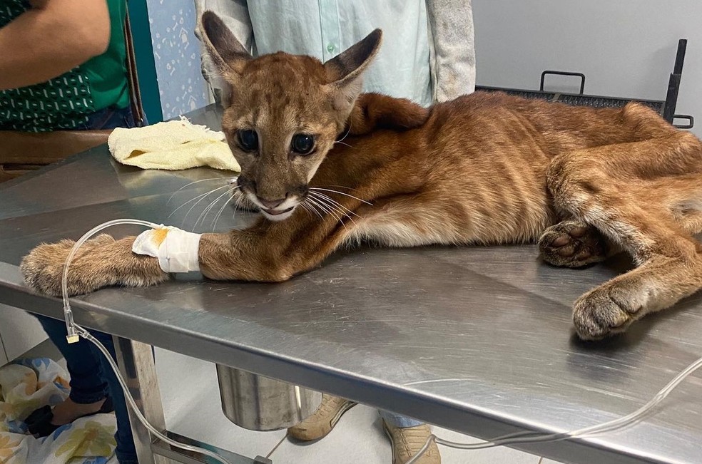 Filhote de onça puma recebendo atendimento em hospital de Ji-Paraná (RO) — Foto: Reprodução 