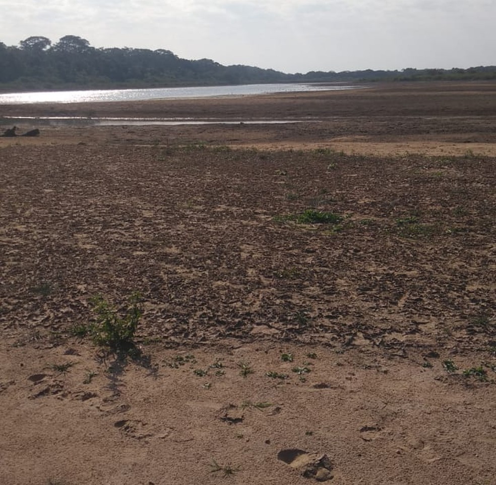 Pescadores relacionam morte de peixes com queda no nível do Rio Paraná, em Rosana (SP) — Foto: Cedida