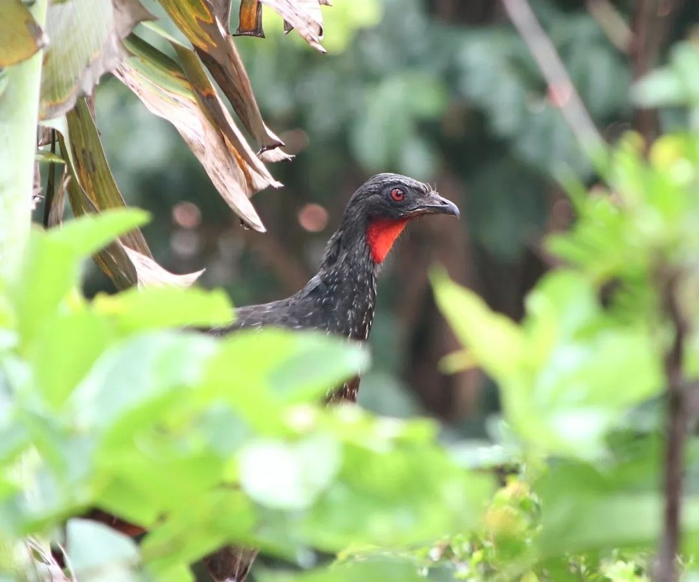 Jacu é o “apelido” de várias aves da família Cracidae, como a jacupemba, jacutinga e o jacuguaçu (de nome científico Penelope obscura), que é a ave do 'Café do Jacu' — Foto: Giulia B. D’Angelo/Arquivo Pessoal