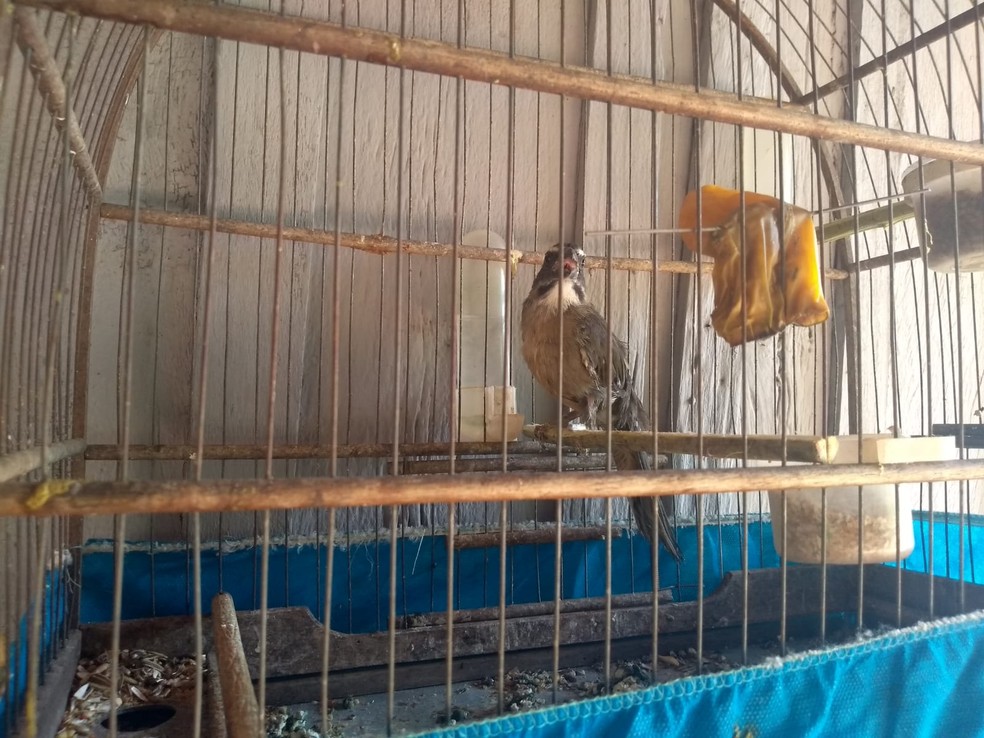 Aves eram mantidas irregularmente em cativeiro em Junqueirópolis (SP) — Foto: Polícia Militar Ambiental