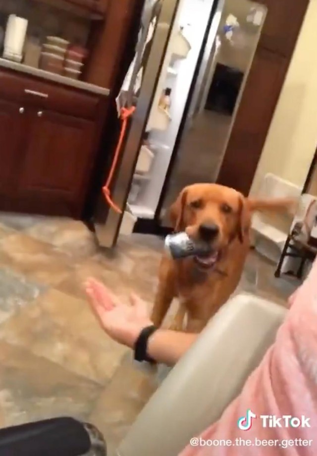 Cão garçom? Vídeo de pet treinado para pegar cerveja para o dono viraliza (Foto: Reprodução/Instagram)
