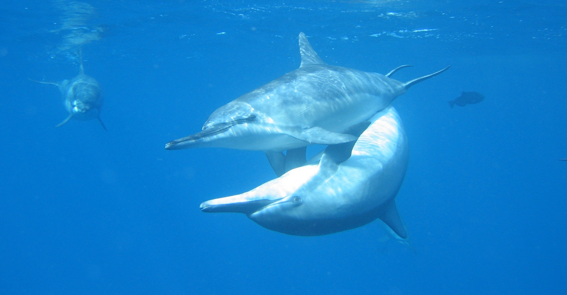 Estudo de golfinhos em Fernando de Noronha aponta que fêmeas preferem machos que fazem sexo com ‘preliminares'