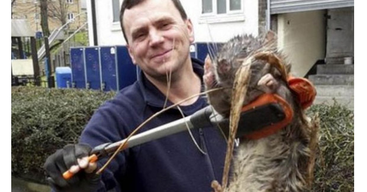 Rato gigante é encontrado em parque infantil em Londres