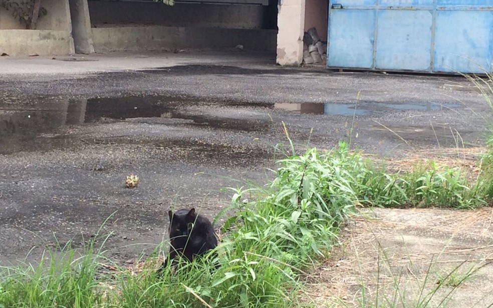 Mesmo com chuva, gato é visto na área interna do complexo do Maracanã (Foto: Fernanda Rouvenat / G1)