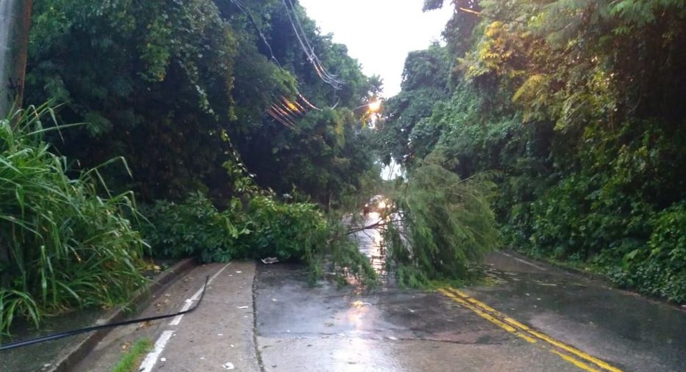 Estrada das Furnas foi parcialmente interditada nos dois sentidos por árvore caída próximo à comunidade da Fazendinha, no Alto da Boa Vista — Foto: COR