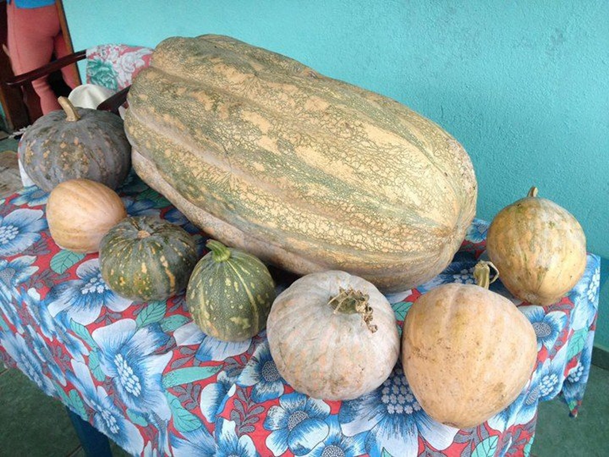 Abóbora 'gigante' cultivada sem agrotóxicos é colhida com 45 Kg na Serra do RJ; 'terra é boa