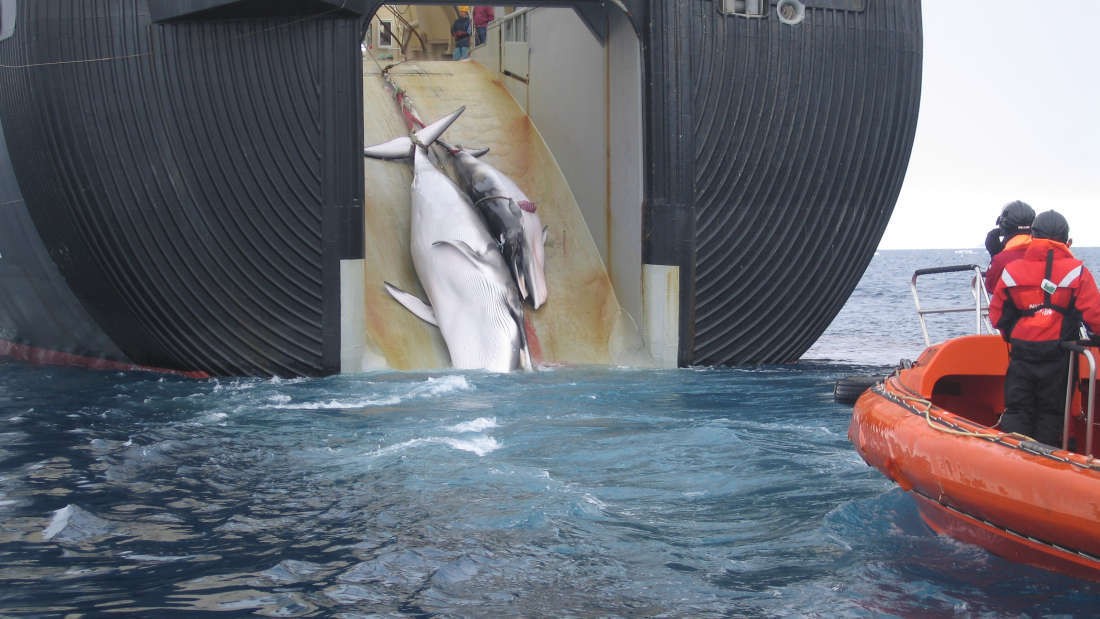 Navio japonês caça baleias minke (Foto: Australian Customs and Border Protection Service)