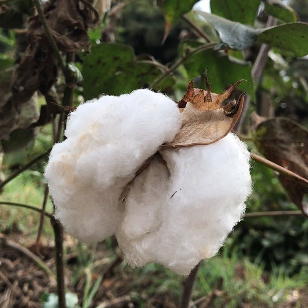 Experimento de algodão em Consórcio, Minas Gerais (Foto: Fernanda Simon/Arquivo pessoal)
