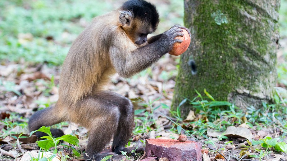 Macaco-prego quebrando nozes usando uma pedra como martelo e outra maior como bigorna no Nordeste do Brasil