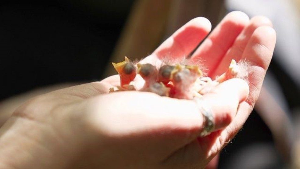 Filhotes de chapim na palma da mão de um cientista — Foto: BBC