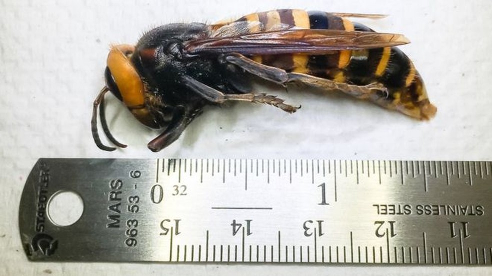 A vespa gigante asiática é a maior do mundo e pode medir mais de 5 cm — Foto: WSDA/BBC