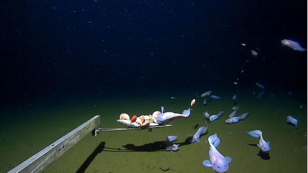 Outros peixes foram filmados a uma profundidade um pouco menor — Foto: Minderoo-UWA Deep Sea Research Centre via BBC