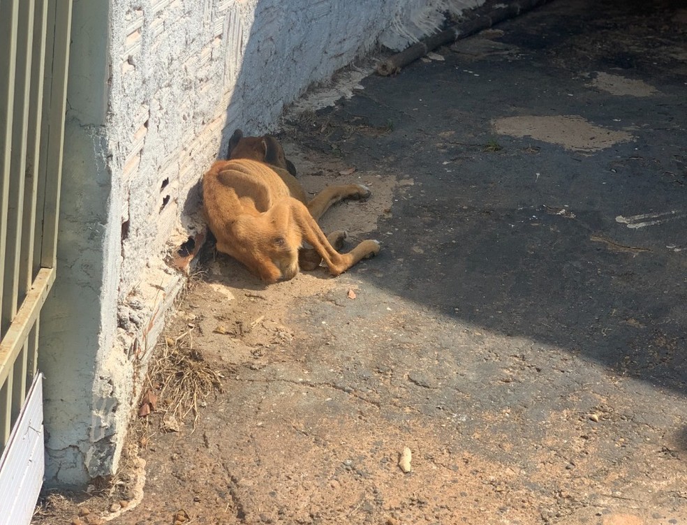 Cachorra foi vítima de maus-tratos em Junqueirópolis (SP) — Foto: Polícia Civil