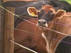 Antibióticos aumentam emissão de metano do esterco de animais