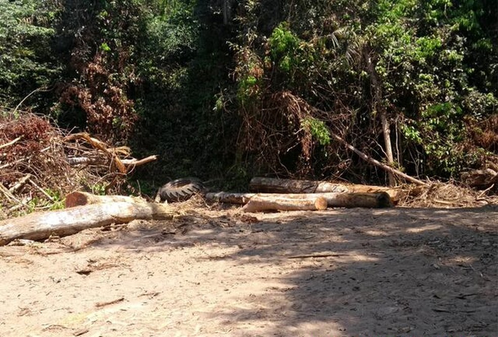 Apreensão de madeira em Pimenteiras do Oeste (RO) — Foto: Batalhão de Polícia Ambiental/Reprodução