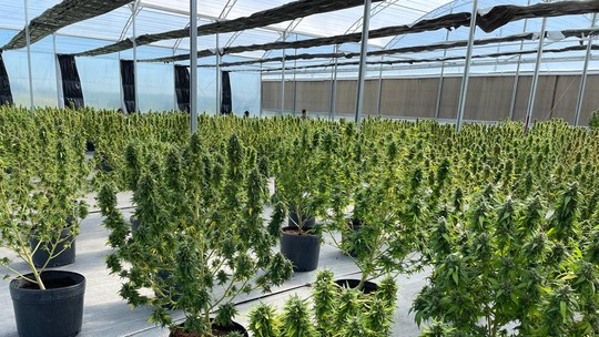 Startup de cannabis medicinal faz planos de lançar ações na bolsa