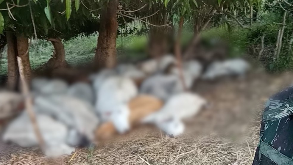 Animais morrem após serem atingidos por raio no sul do Piauí — Foto: Reprodução