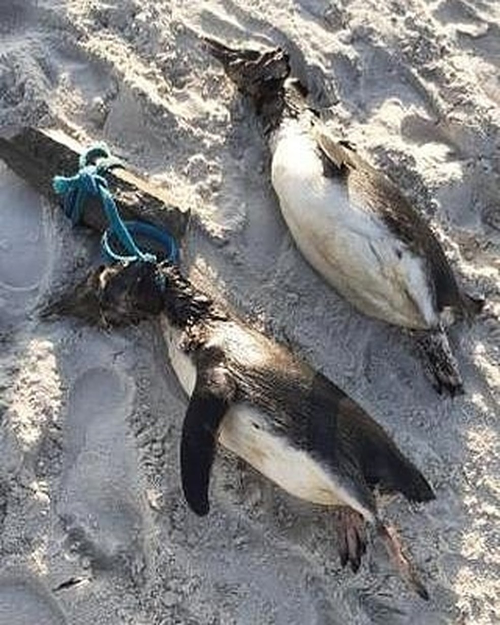 Dois pinguins-de-Magalhães mortos na areia da Praia de Canasvieiras, em Florianópolis — Foto: Mari Garcia/Arquivo pessoal