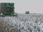 Clima atrapalha desenvolvimento do algodão e prejudica colheita