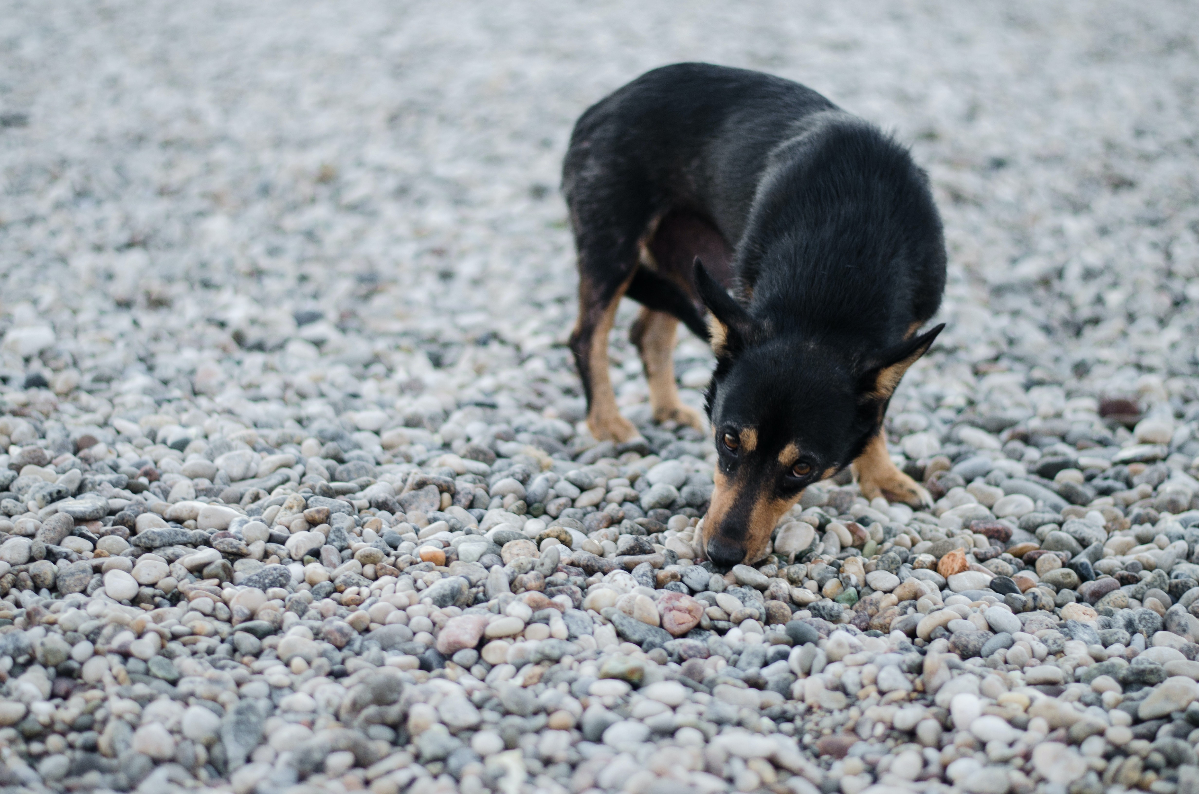 Pesquisas recentes apontam que cachorros podem identificar pacientes com Covid-19 (Foto: Andrey Konstantinov / Unsplash)