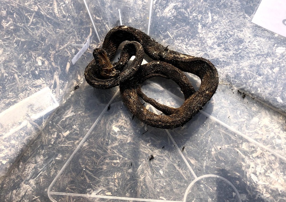 Cobra carbonizada no inc&ecirc;ndio no Parque Estadual do Juquery, em Franco da Rocha &mdash; Foto: Divulga&ccedil;&atilde;o/Secretaria Estadual de Infraestrutura e Meio Ambiente