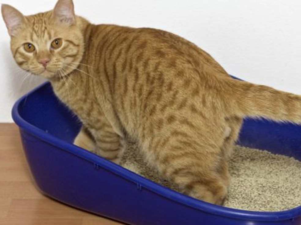 Areia usada em caixas de fezes para gatos pode ajudar — Foto: Thinkstock/BBC