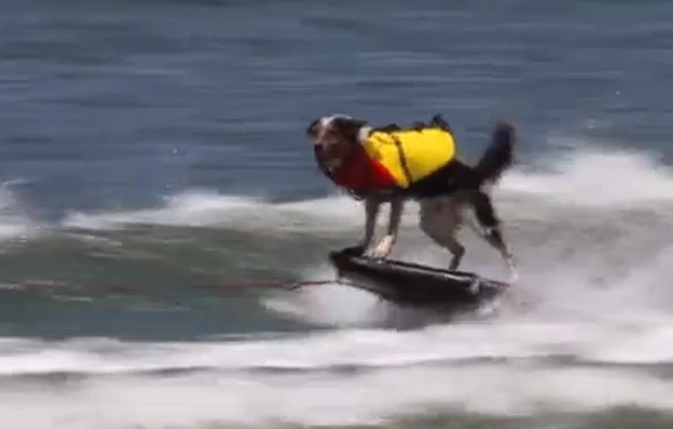'Jumpy' saltou, mergulhou e até surfou em vídeo (Foto: Reprodução/YouTube/Omar Muller)