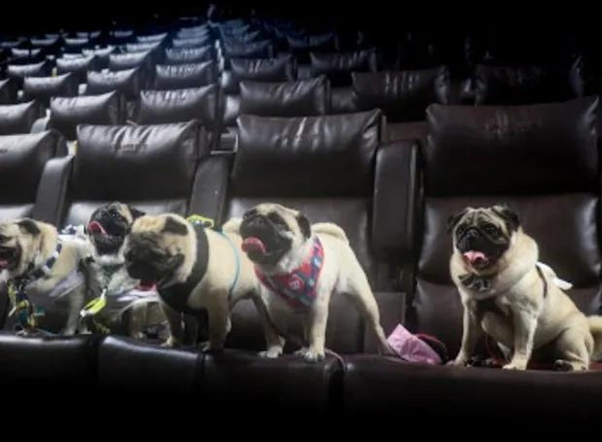 Sessão de cinema pet friendly terá ingressos a R 10 em várias cidades Comportamento Vida de