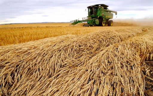 Se espera que la cosecha de trigo de Argentina en 2021/22 alcance los 21,5 millones de toneladas – Revista Globo Rural