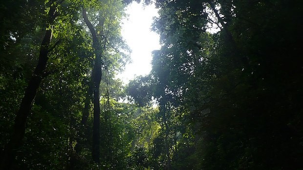 Xishuangbanna Primeval Forest Park (Foto: Colin W / Wikimedia Commons / CreativeCommons)