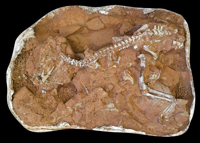Bloco de fóssil do Gnathovorax cabreirai (Foto: Divulgação/Rodrigo Temp Müller)