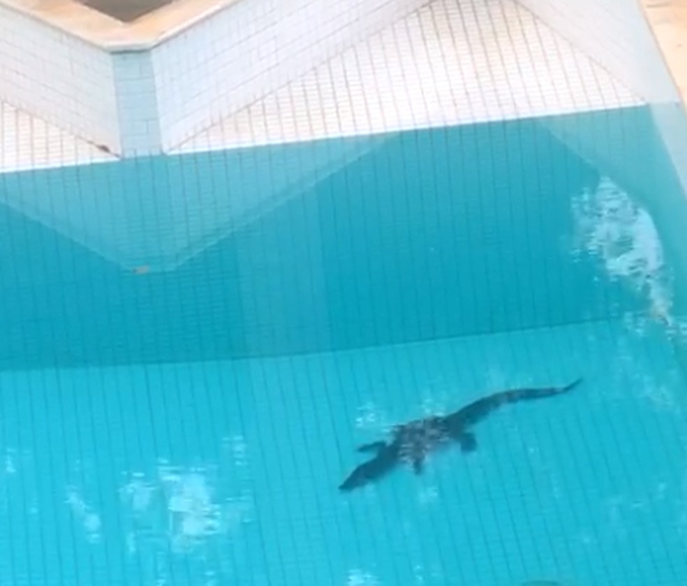 jacaré resgatado em piscina no Lago Sul, no DF — Foto: PM Ambiental/Divulgação
