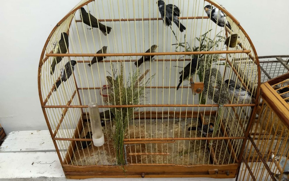 pássaros estavam presos em gaiolas (Foto: Divulgação/Inema)