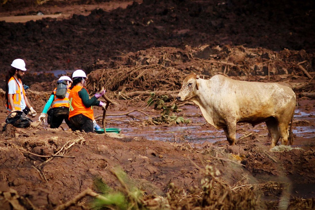 Bombeiros, soldados do Exército e voluntários realizam trabalhos de resgate na região atingida pela lama em Brumadinho (MG) — Foto: Fernando Moreno/Estadão Conteúdo