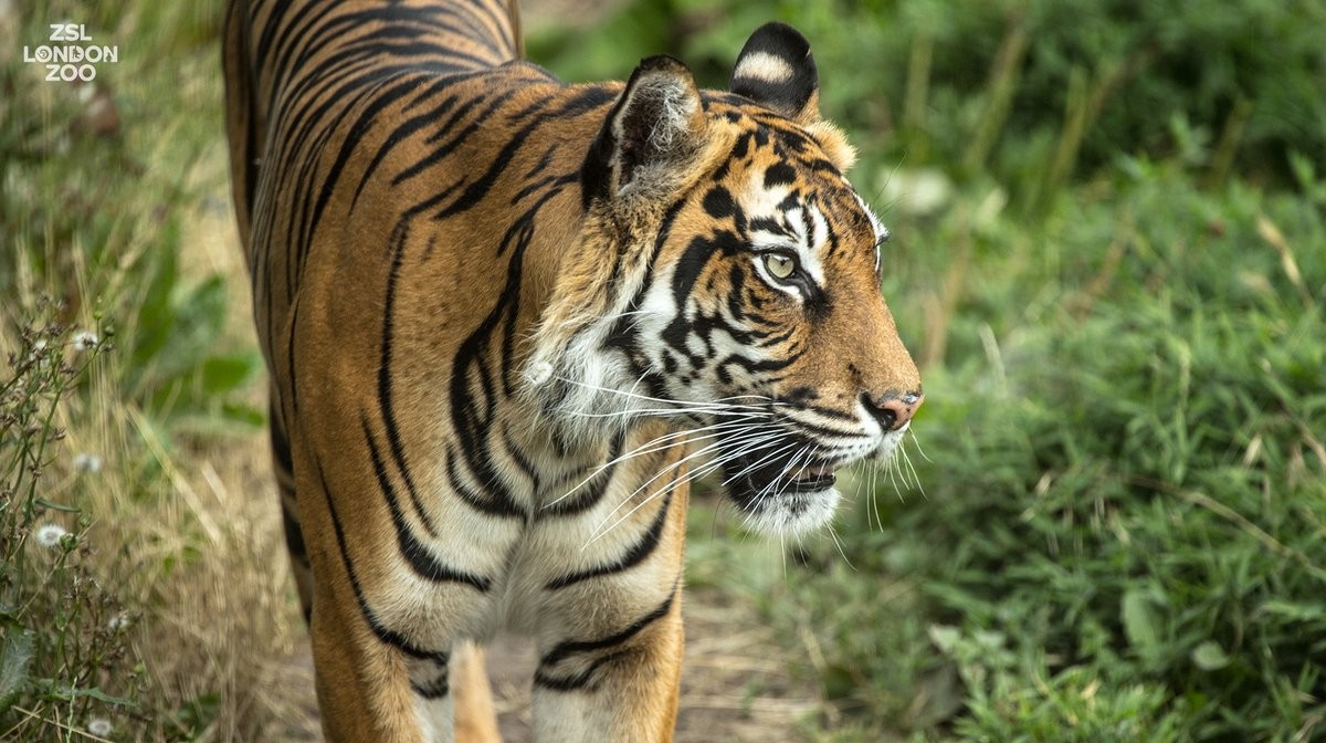 A tigresa Melati tinha 10 anos de idade (Foto: ZSL London Zoo)