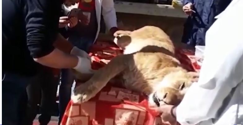 Leão tem as patas removidas na Palestina.  (Foto: Reprodução / YouTube)