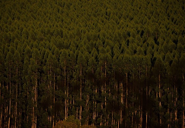 BNDES apoia plantio de árvores em MG (Foto: CNA/Wenderson Araujo/Trilux)