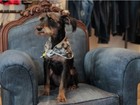 Cães terão evento com cerveja 'pet' e petiscos de graça em Florianópolis