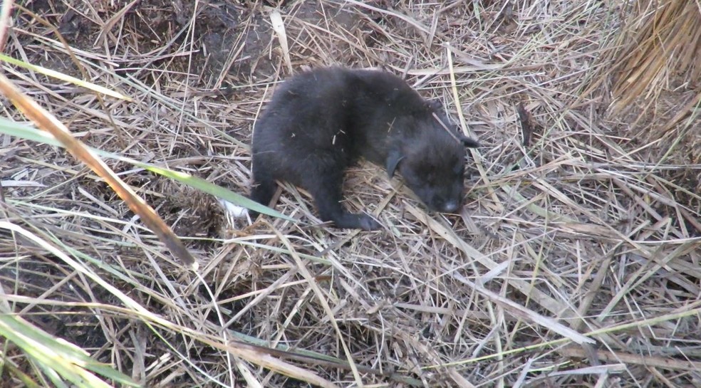 Ao contrário dos adultos, filhotes de lobo-guará nascem com a pelagem escura e atingem o tom avermelhado quando adultos — Foto: Valquíria Cabral/Onçafari