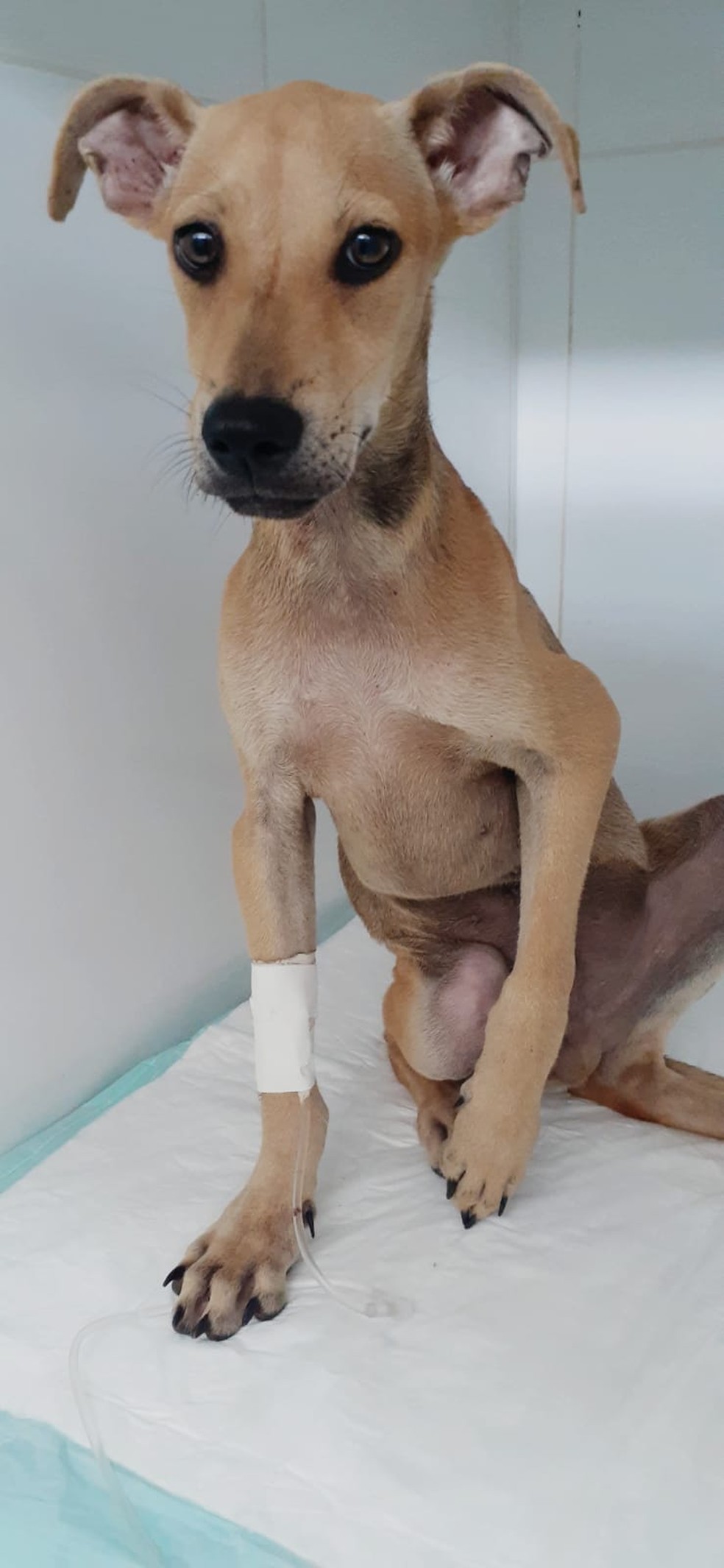 Cachorro que teve convulsão após levar pauladas de homem passará por cirurgia de reconstrução do úmero — Foto: arquivo pessoal 