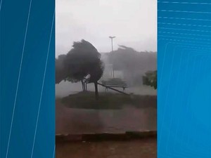 Vendaval derrubou árvores em cidade do sudoeste da Bahia (Foto: Reprodução/Tv Sudoeste)