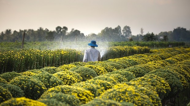 Agricultura; agro (Foto: Quang Nguyen Vinh / Pexels)