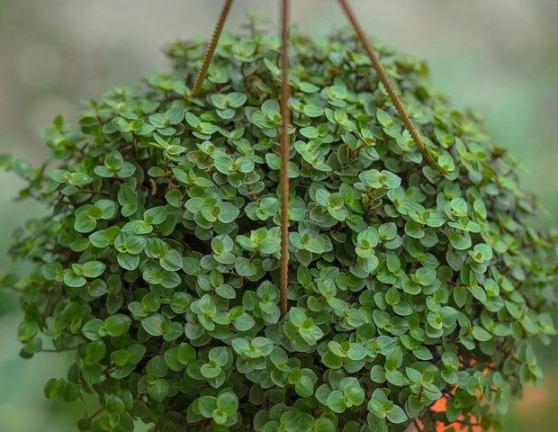 10 plantas para deixar sua casa mais fresca naturalmente (Foto: Getty Images)