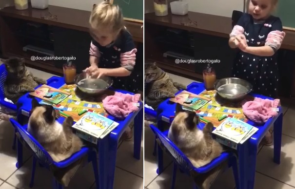 Clarinha ensina os dois gatinhos a se higienizarem (Foto: Reprodução Facebook)