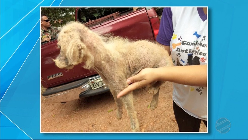 Os vizinhos acionaram o Centro de Controle de Zoonoses de Nova Andradina (MS) para resgatar o animal. — Foto: TV Morena/Reprodução